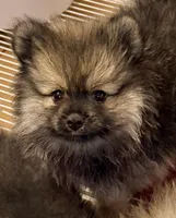 Duke, a male Pomeranian for sale in Northport, AL – Photo 1 of 5