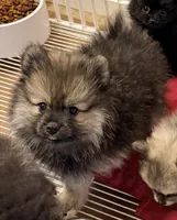 Duke, a male Pomeranian for sale in Northport, AL – Photo 5 of 5