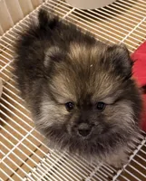 Duke, a male Pomeranian for sale in Northport, AL – Photo 4 of 5