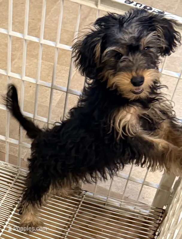 Maggie – Yorkipoo puppy for sale in Northport, AL