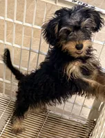 Maggie, a female Yorkipoo for sale in Northport, AL – 1 of 4