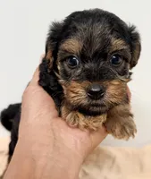 Baker, a male Yorkipoo for sale in Northport, AL – 3 of 3