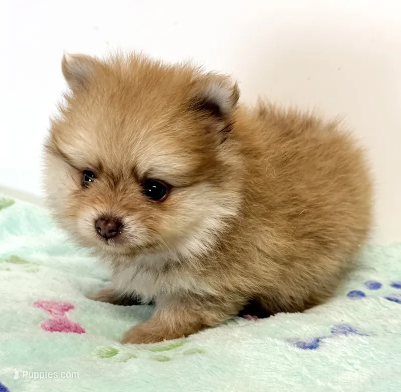 Barron – Pomeranian puppy for sale in Northport, AL