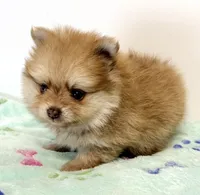 Barron, a male Pomeranian for sale in Northport, AL – 1 of 3