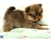 Lacie, a female Pomeranian for sale in Northport, AL – 2 of 4