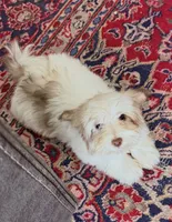 Sasha, a female Mal Shi for sale in Northport, AL – 2 of 5