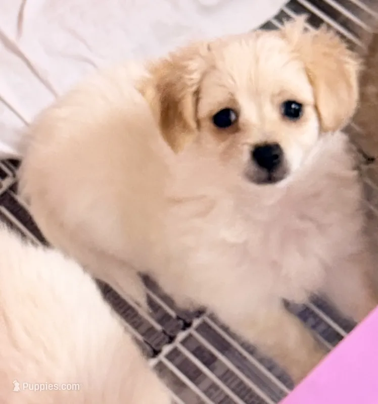 Piper – Maltipom puppy for sale in Northport, AL