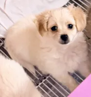Lexie, a female Maltipom for sale in Northport, AL – 1 of 4