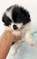 Lilly, a female Pomchi for sale in Northport, AL – 4 of 4