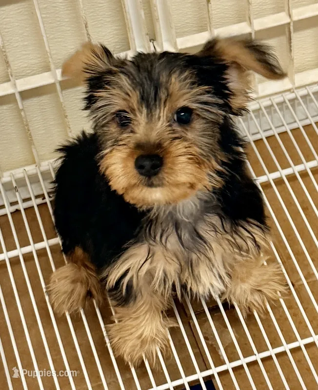 Darcy – Yorkshire Terrier puppy for sale in Northport, AL