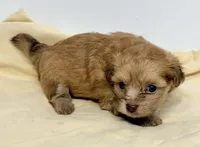 Luke, a male Pomapoo for sale in Northport, AL – 3 of 3