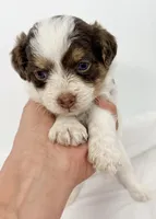 Travis, a male Pomapoo for sale in Northport, AL – Photo 5 of 5