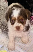 Travis, a male Poodle - Toy  and Morkie for sale in Northport, AL – Photo 3 of 4