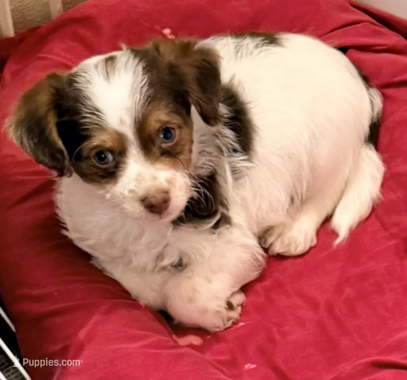 Travis – Poodle - Toy , Morkie puppy for sale in Northport, AL
