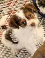 Travis, a male Morkie for sale in Northport, AL – Photo 2 of 4