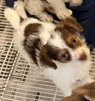 Travis, a male Morkie for sale in Northport, AL – Photo 3 of 4