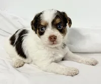 Travis, a male Pomapoo for sale in Northport, AL – Photo 2 of 5