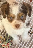 Travis, a male Poodle - Toy  and Morkie for sale in Northport, AL – Photo 2 of 4