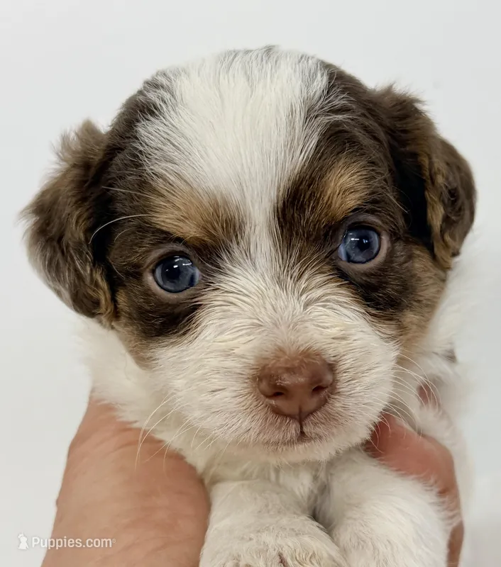 Travis – Pomapoo puppy for sale in Northport, AL