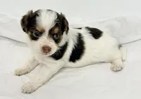 Travis, a male Pomapoo for sale in Northport, AL – Photo 4 of 5