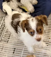 Travis, a male Morkie for sale in Northport, AL – Photo 4 of 4