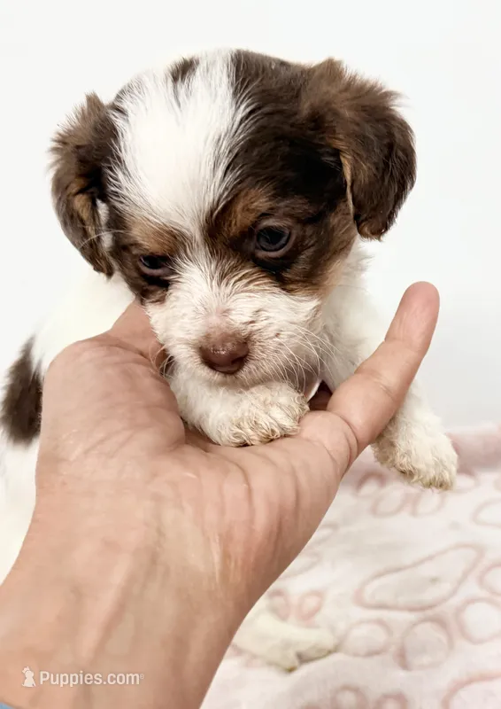 Travis – Pomapoo puppy for sale in Northport, AL