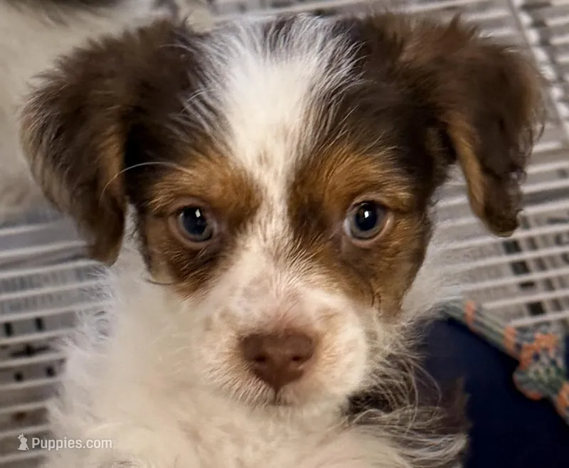 Travis – Morkie puppy for sale in Northport, AL