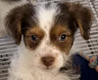 Travis, a male Morkie for sale in Northport, AL – Photo 1 of 4