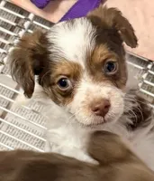 Travis, a male Poodle - Toy  and Morkie for sale in Northport, AL – Photo 1 of 4