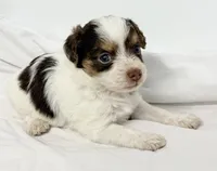 Travis, a male Pomapoo for sale in Northport, AL – Photo 3 of 5