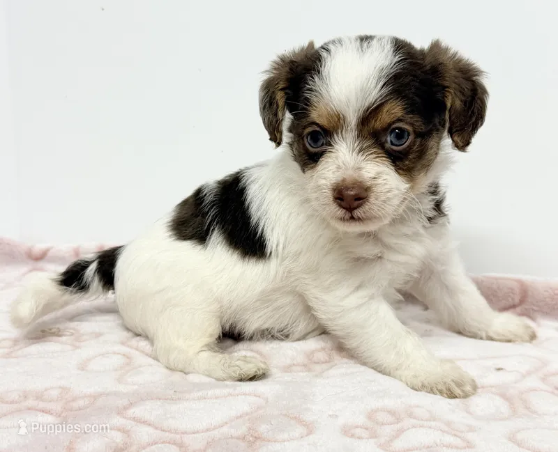 Travis – Pomapoo puppy for sale in Northport, AL
