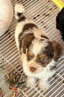 Travis, a male Poodle - Toy  and Morkie for sale in Northport, AL – Photo 4 of 4