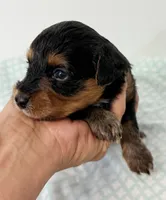 Emma, a female Yorkipoo for sale in Northport, AL – 3 of 4