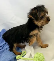 Sophie, a female Yorkshire Terrier for sale in Northport, AL – 4 of 4
