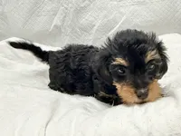 Sasha, a female Yorkipoo for sale in Northport, AL – 3 of 4