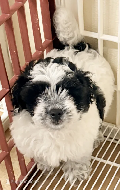 Jackson – Shihpoo puppy for sale in Northport, AL