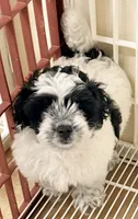 Blake, a male Shihpoo for sale in Northport, AL – 1 of 3