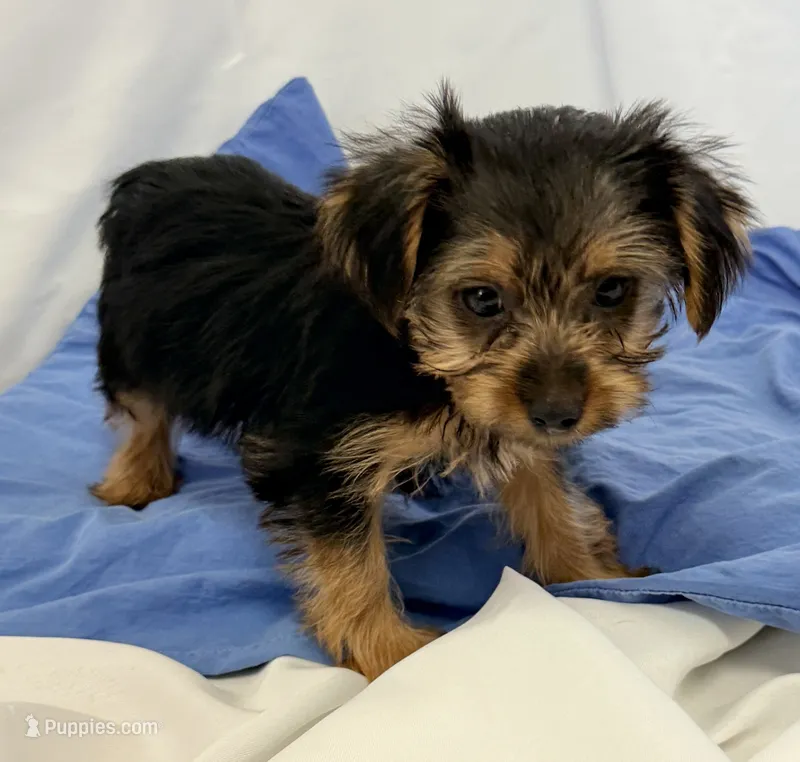 Sophie – Yorkshire Terrier puppy for sale in Northport, AL
