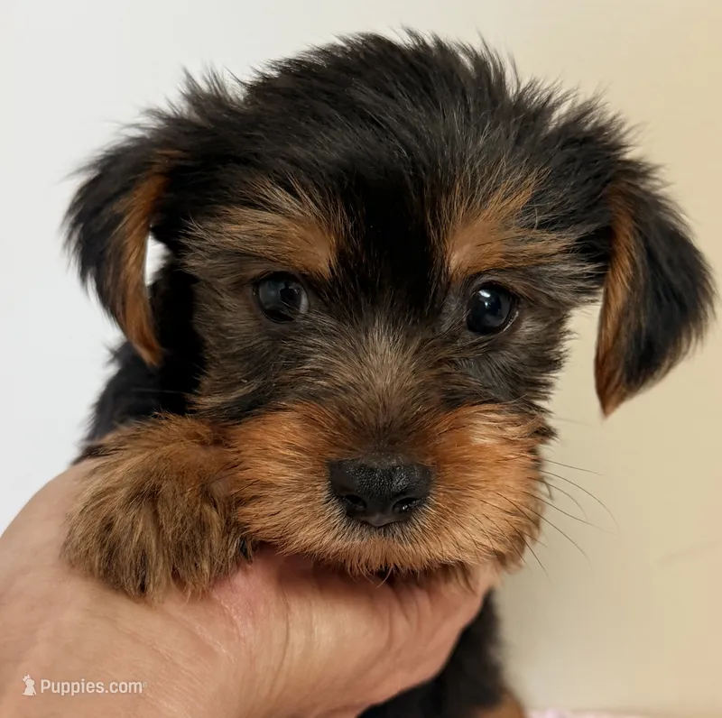 Parker – Yorkshire Terrier puppy for sale in Northport, AL
