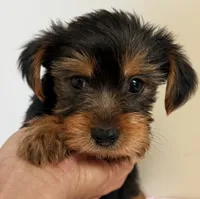 Parker, a male Yorkshire Terrier for sale in Northport, AL – 1 of 3