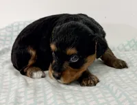 Emma, a female Yorkipoo for sale in Northport, AL – 4 of 4