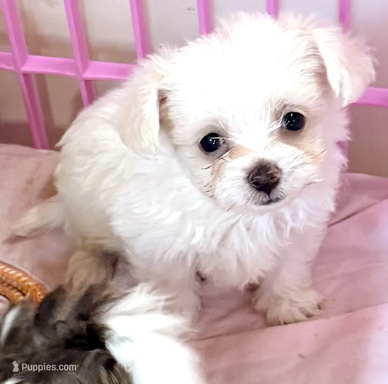 Cotton – Mal Shi puppy for sale in Northport, AL