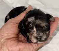 Belle, a female Yorkipoo for sale in Northport, AL – 1 of 4
