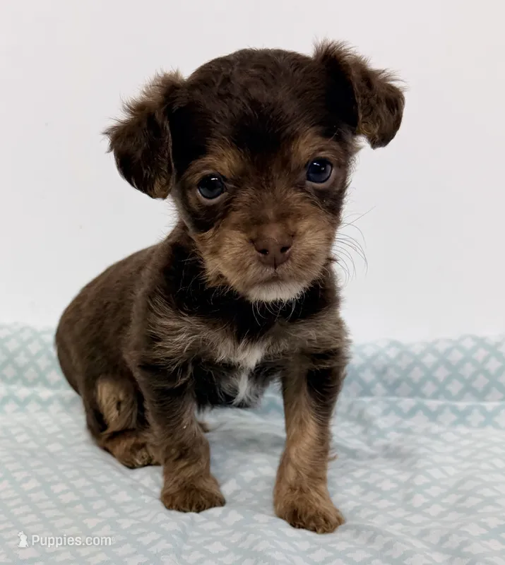 Marshall – Yorkipoo puppy for sale in Northport, AL