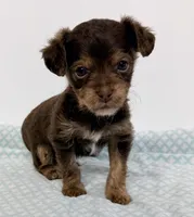 Marshall, a male Yorkipoo for sale in Northport, AL – 1 of 3