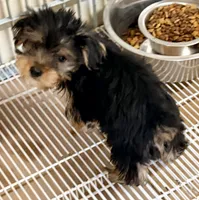Rex, a male Yorkshire Terrier for sale in Northport, AL – 2 of 4
