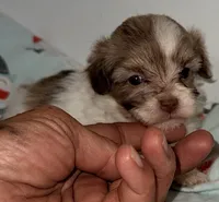 Dixie, a female Mal Shi for sale in Northport, AL – 2 of 3
