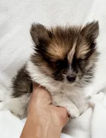 Marlon, a male Pomeranian and Yorkshire Terrier for sale in Northport, AL – 2 of 3