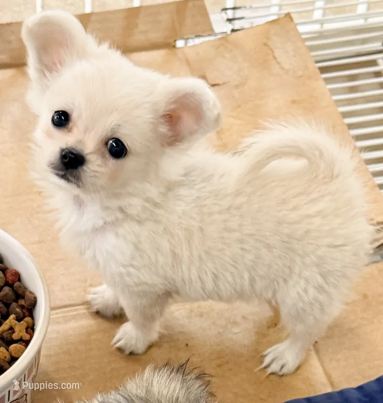 Cooper tcup – Maltipom puppy for sale in Northport, AL