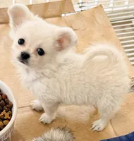 Cooper tcup, a male Maltipom for sale in Northport, AL – 1 of 2